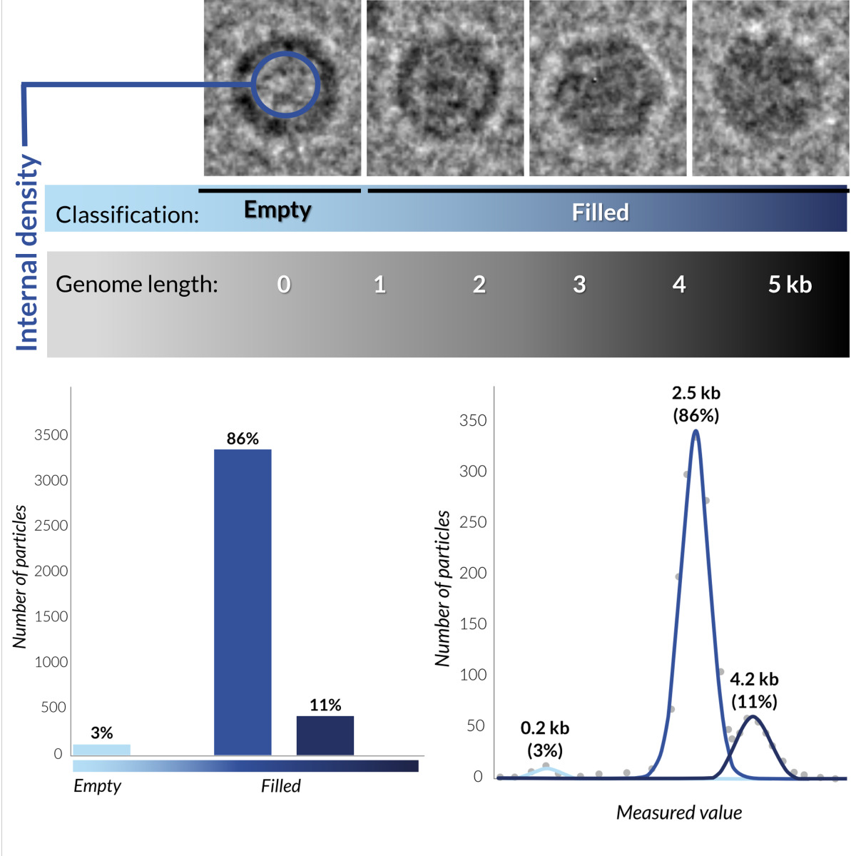 QuTEM - AAV vector content analysis (empty/filled ratio and genome length distribution)