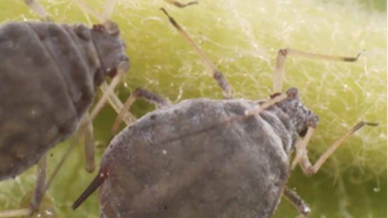 The benefits of crop auxiliaries in the fight against the ash aphid