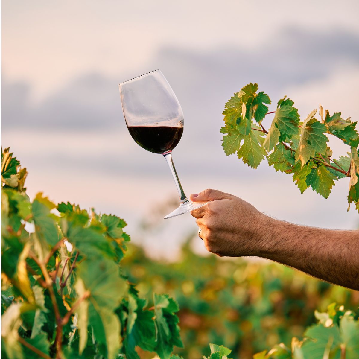 Visite du domaine et dégustation