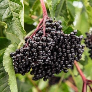 ELDERBERRY EXTRACT