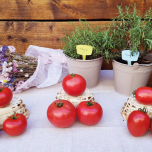 Les Tomates Tolériantes VOLTZ Maraîchage