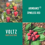 FRAMBOISIER ABUNDANCE® SPINELESS RED