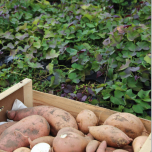 Gamme Patates douces VOLTZ Maraîchage
