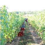 Les Amphibol Blanc 2023