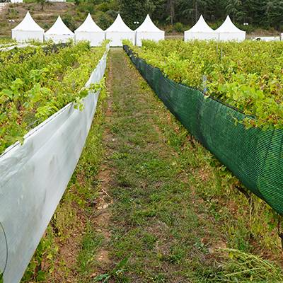 Vineyard protection - Cov'Impact®