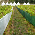 Vineyard protection - Cov'Impact®