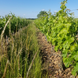 La Seigneurie - Vieilles Vignes à Pierrot 2020