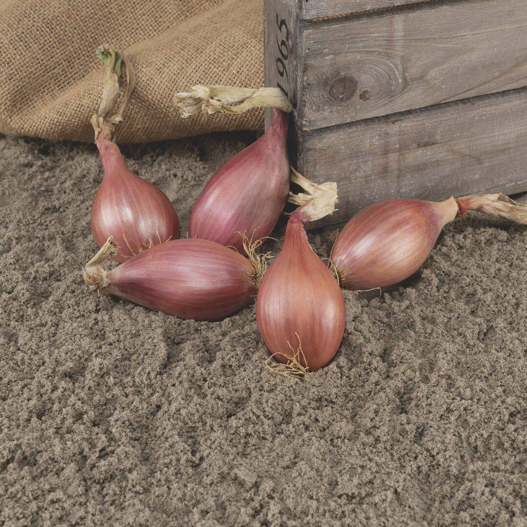 Échalote de semis, Innovator F1