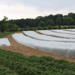 Sélection variétale