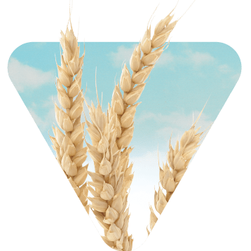 Wheat