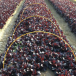 Arceaux fibres gainés