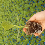 Production de plants maraîchers en conventionnel et en bio