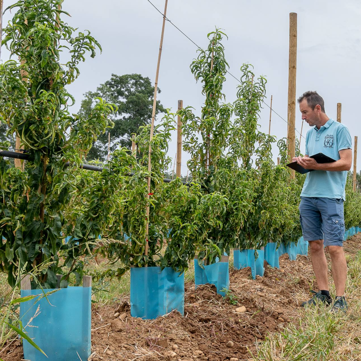 Evaluation de produits, outils et matériels pour les fruits et légumes