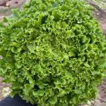 Gamme laitues de plein champ