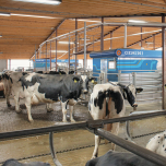 Gemini - Milking Robot