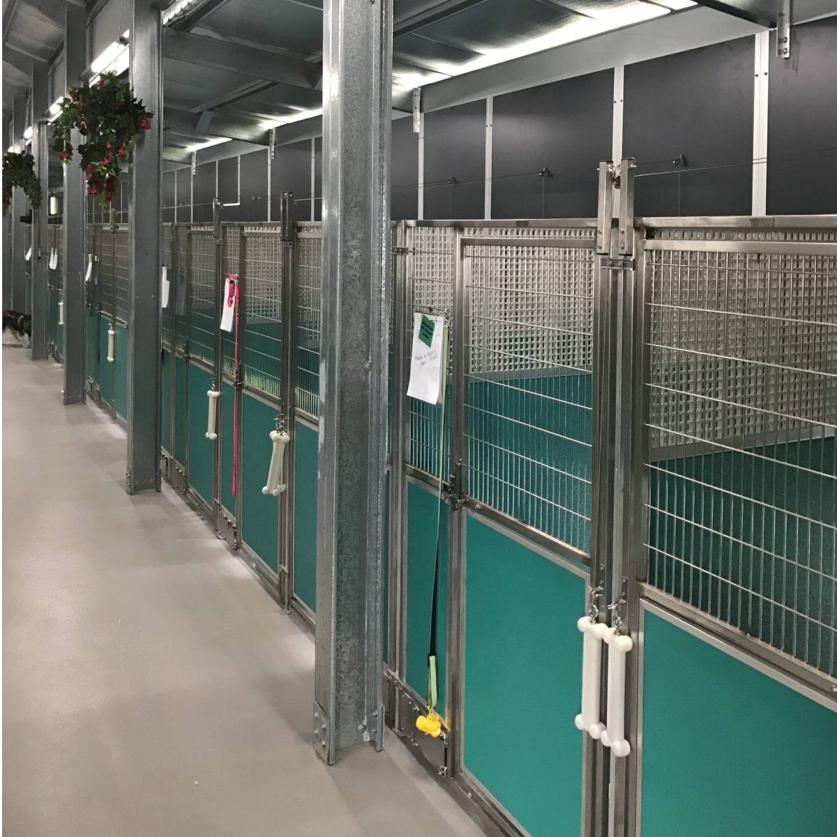 Mason on the Floor Sani-Kennel