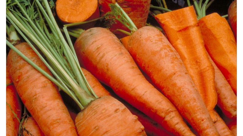 How can we identify effective biocontrol products for carrots and optimise their use?