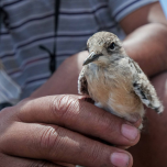 Saint Helena: bastion of biodiversity