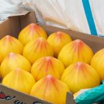 FLAMANSUN F1 (HMC 44395*)