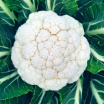 Gamme Choux-fleurs