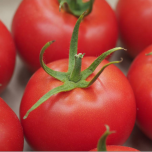 PAOLINE F1*, la ronde traditionnelle gustative et résistante !