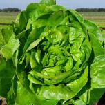 Gamme laitues de plein champ