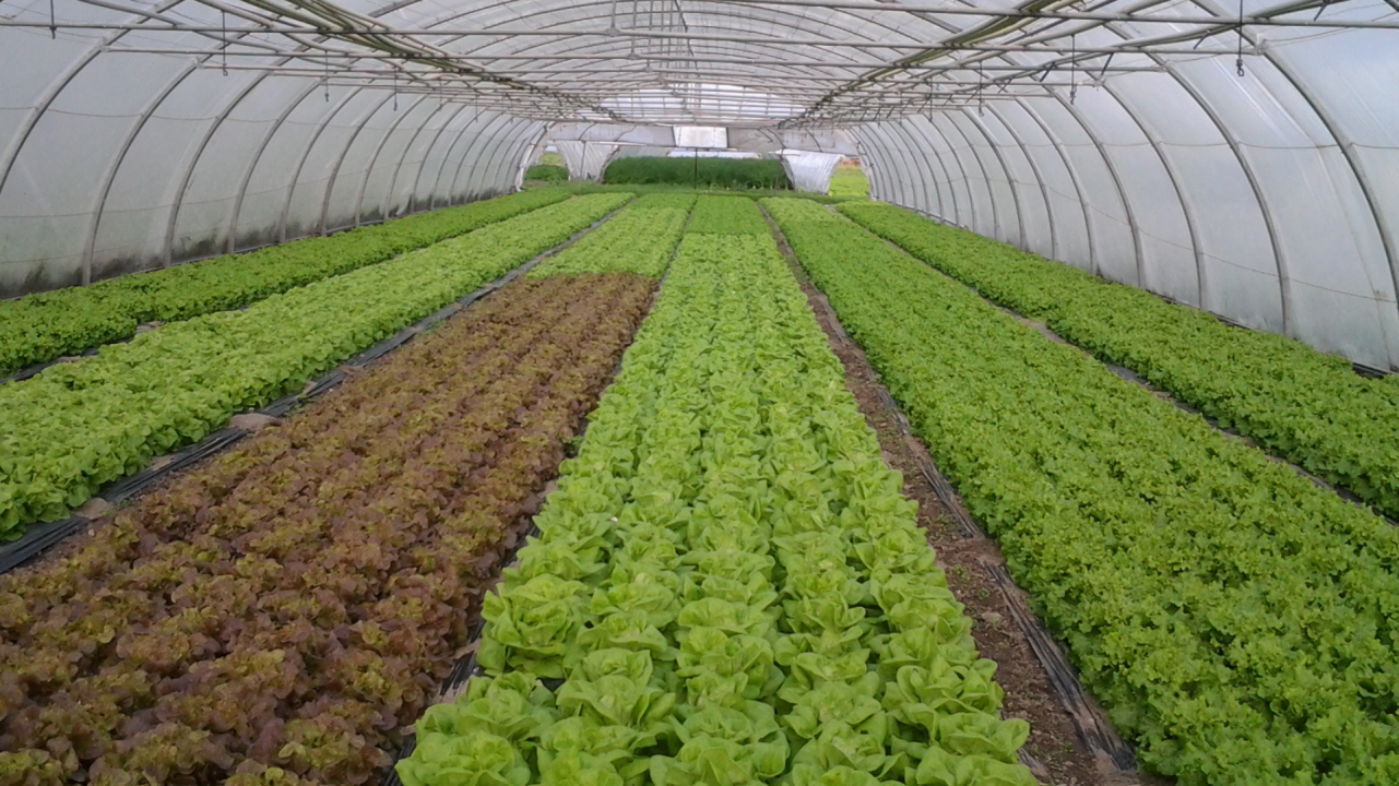 The nursery - MESCLUN: a planning tool for diversified market gardening.