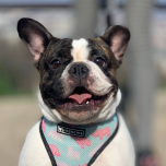 HOW CATS AND DOGS CONQUERED THE WORLD 2x52' 4K - a One Planet and Arte co-production