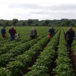 Sélection variétale