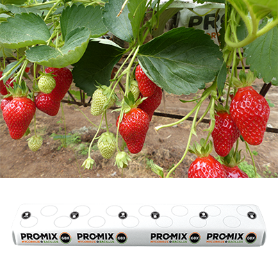 Sacs de culture hors-sol fraises