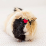 WEBINAR: Next-Generation Sequencing: a 3R compliant alternative to animal testing.