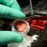 Synergy - Pure Synthetic Bone Graft