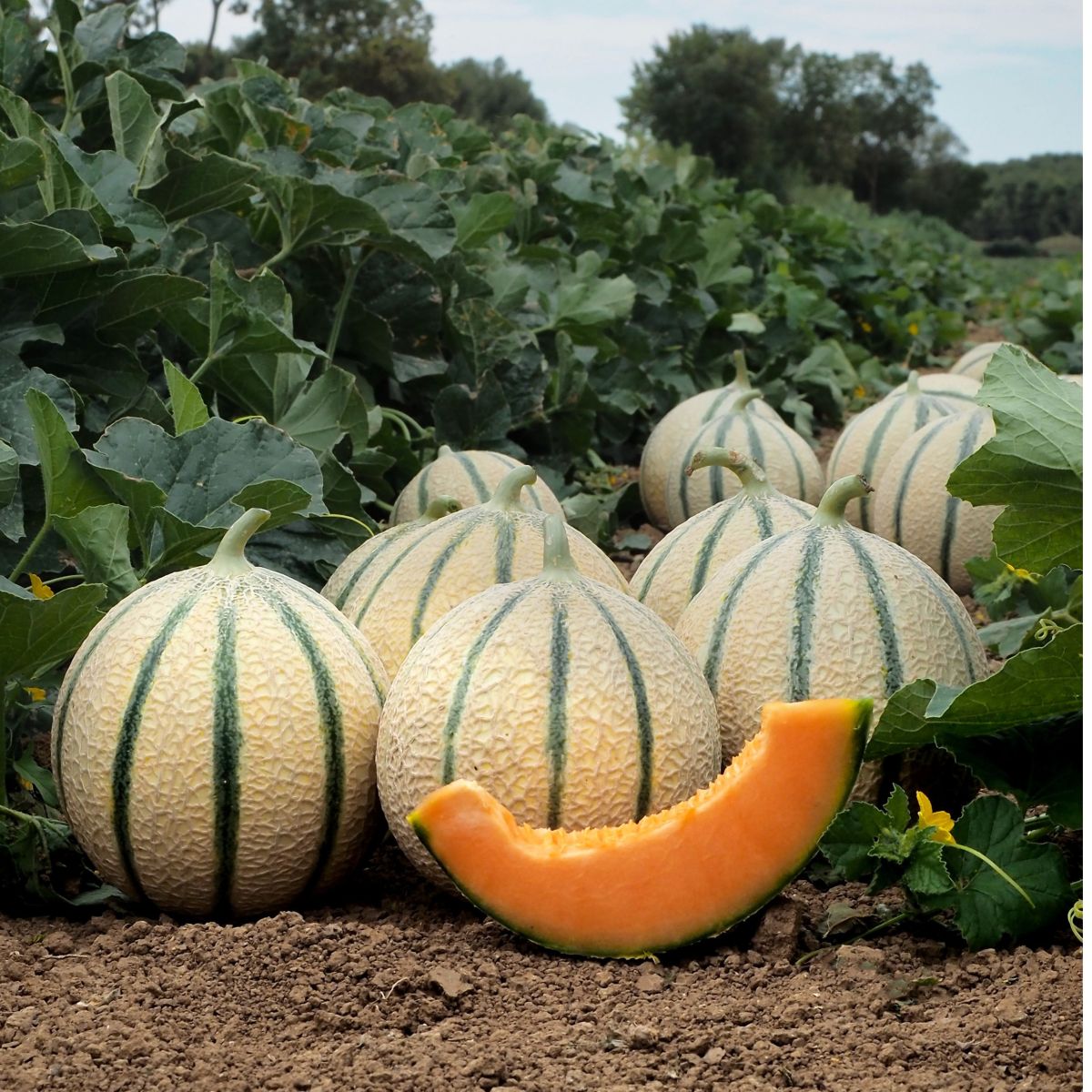 KAPUCIN (HMC 45 1522*)