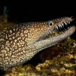 Saint Helena: bastion of biodiversity