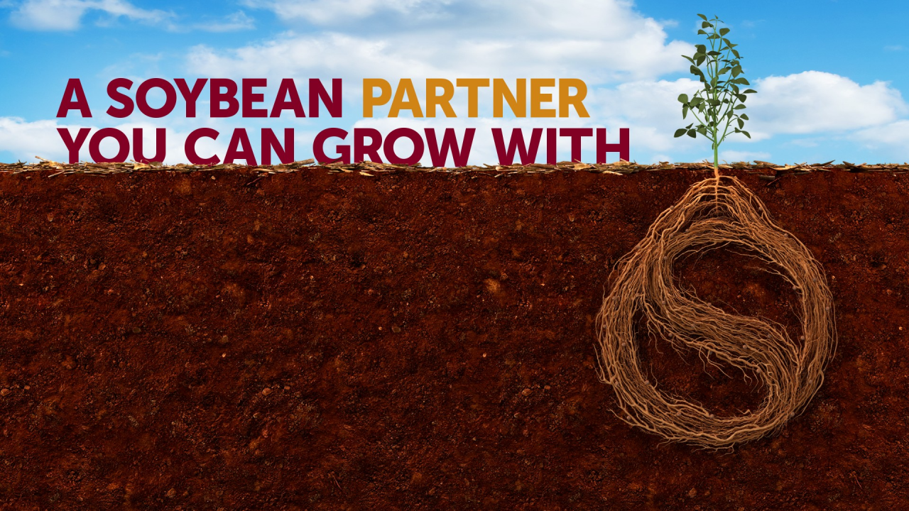 How to Ensure a High-Quality Food-Grade Soybean Crop at Harvest