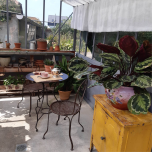 Serre à l'ancienne Classique