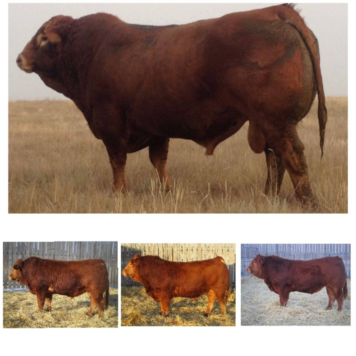 Limousin seedstock.