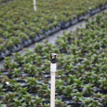 COUVERTURE INTÉGRALE / Solid Set Irrigation