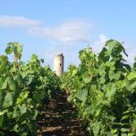 Château de la Gravelle - Muscadet Sèvre et Maine sur Lie