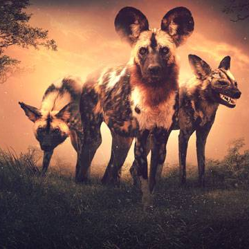 Nature's Feat Factor