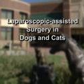 Laparoscopic-assisted Surgery in Dogs and Cats