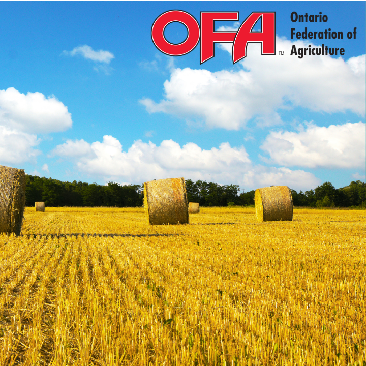 OFA Year in Review 2020