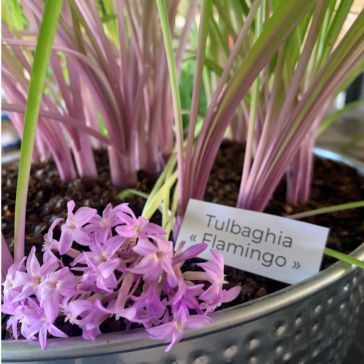 TULBAGHIA FLAMINGO®