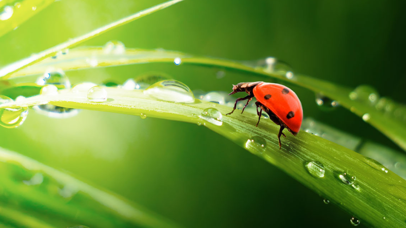 Consumers and environmental concerns: what impact on the market andfor horticultural products?