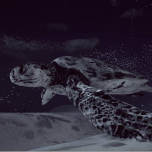 MYRIAD. Where we connect.