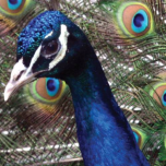 LexisNexis® WorldComplianceTM Data License: Your Global Network of Analytics