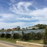 FILET ANTIGRÊLE -CYLHAIL