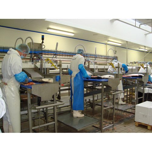 Lignes de filetage de poissons