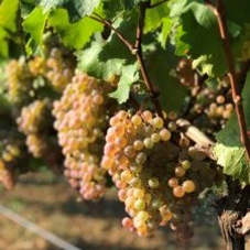 NATHY ® - SAUVIGNAC