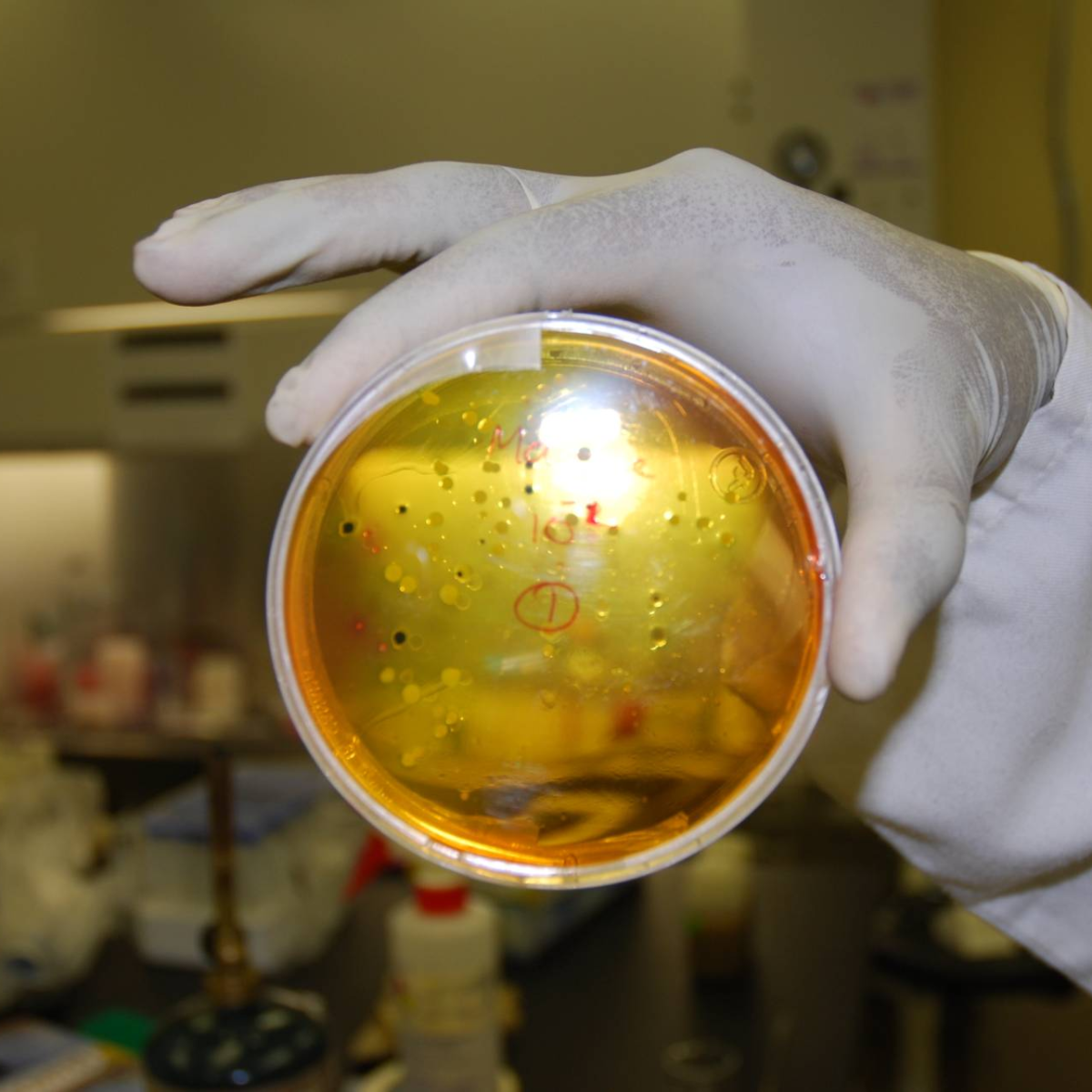 Rotation impacts on soil health and microbes | WEBINAR